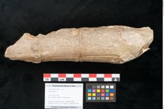 Foto (Objekt + Etikett) von Calamites sp. (NHMW-GEO-2024-0188-11189)